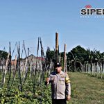 Budidaya Uwi Ungu Polres Kediri Tunjukkan Perkembangan Positif, Perkuat Ketahanan Pangan Lokal Budidaya Uwi Ungu Polres Kediri Tunjukkan Perkembangan Positif, Perkuat Ketahanan Pangan Lokal