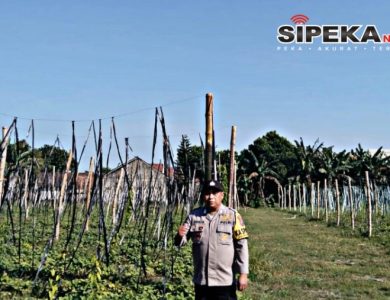 Budidaya Uwi Ungu Polres Kediri Tunjukkan Perkembangan Positif, Perkuat Ketahanan Pangan Lokal Budidaya Uwi Ungu Polres Kediri Tunjukkan Perkembangan Positif, Perkuat Ketahanan Pangan Lokal